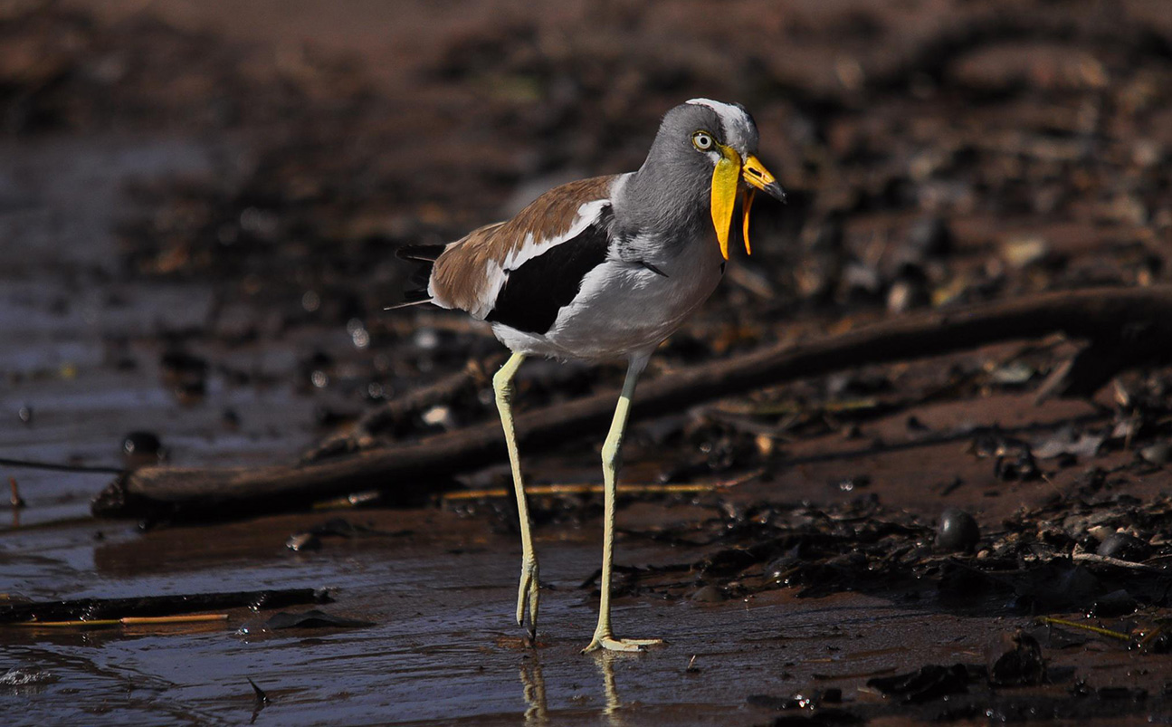 Birdwatching Safaris