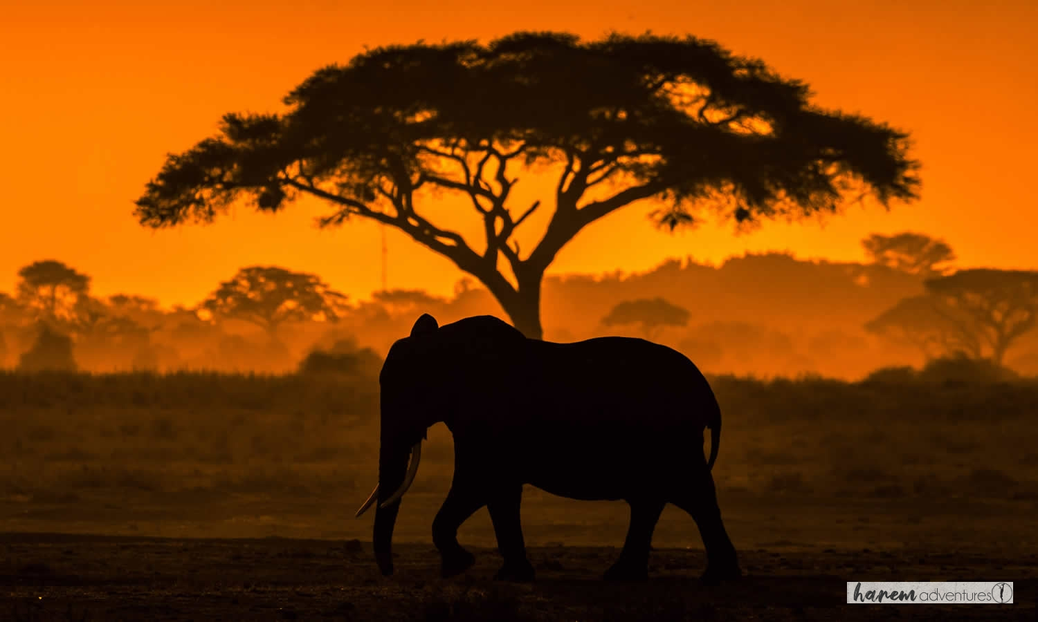 Untamed Africa