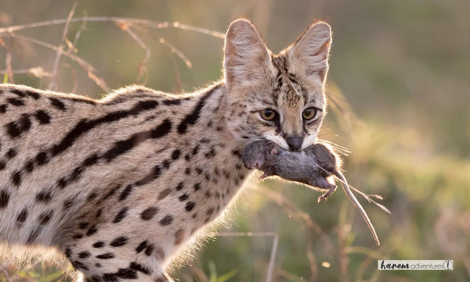 Serval Cat